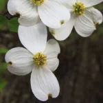 White flowering dogwood blossoms