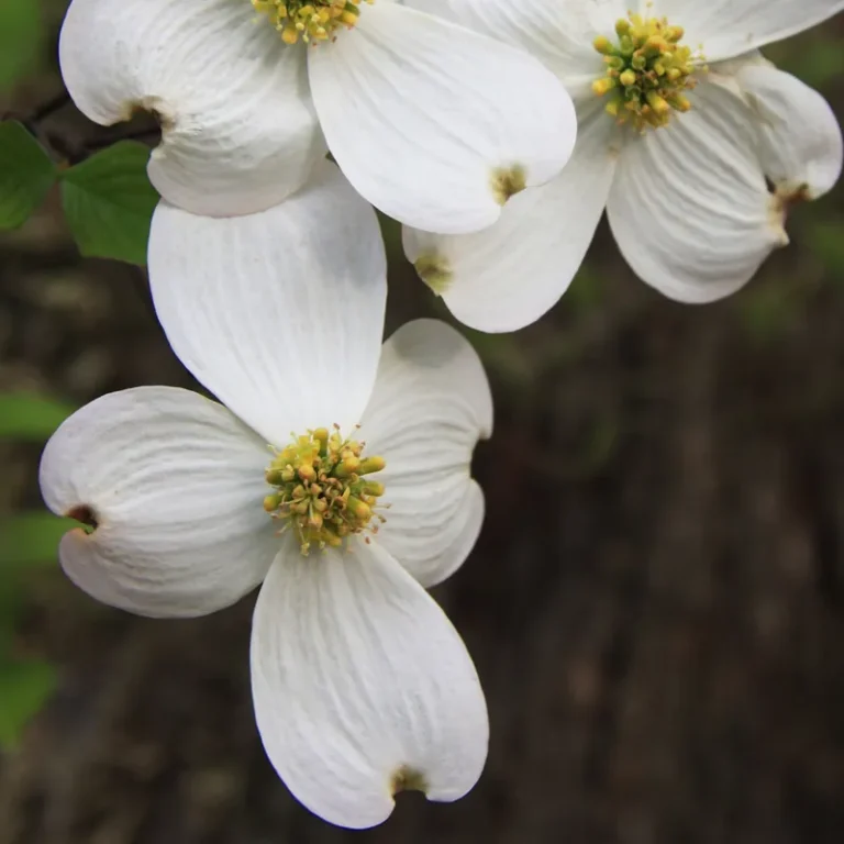 White flowering dogwood blossoms