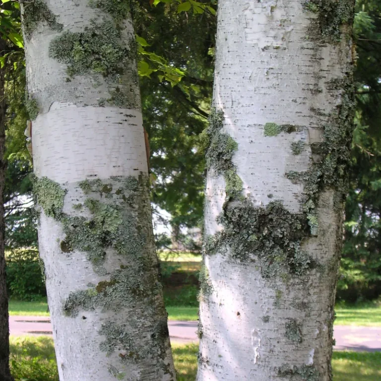 White paper birch trunks with peeling bark