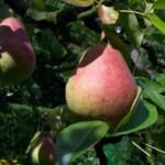 Williams (Bartlett) pears ripening on the tree