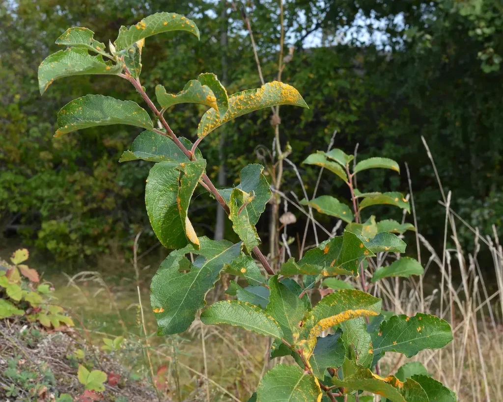 Willow leaves with rust disease in early autumn