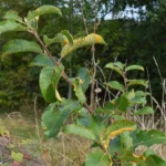 Willow leaves with rust disease in early autumn