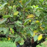 Yellowing apple leaves with Marssonina blotch