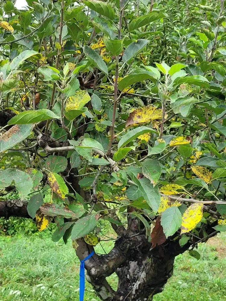 Yellowing apple leaves with Marssonina blotch