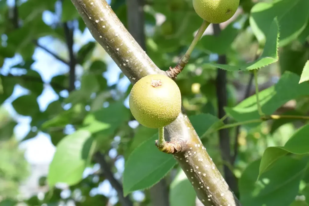 Young Asian pears developing on a branch among green leaves