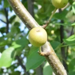 Young Asian pears developing on a branch among green leaves