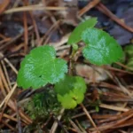 Young downy birch seedling among fallen pine needles