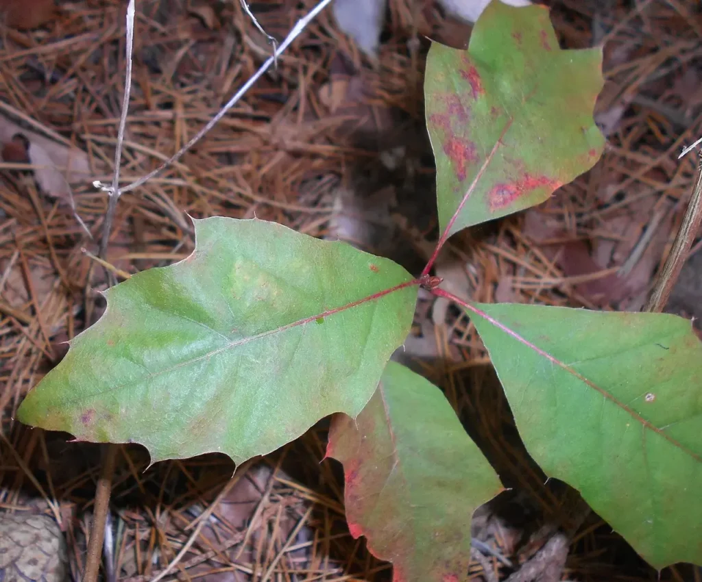 Young northern red oak seedling leaves