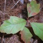 Young northern red oak seedling leaves