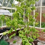 Young peach tree growing in a terracotta pot inside a greenhouse