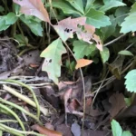 Young pin oak seedling with its acorn still visible