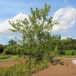 Young river birch tree growing in a mulched garden bed